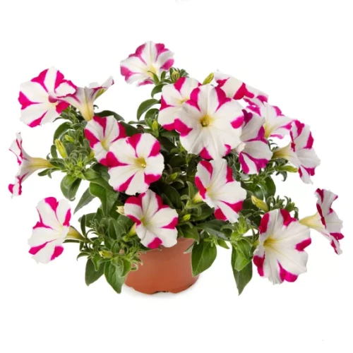 Surfinia Petunia Fun House Star Pink P9