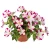 Surfinia Petunia Fun House Star Pink P9