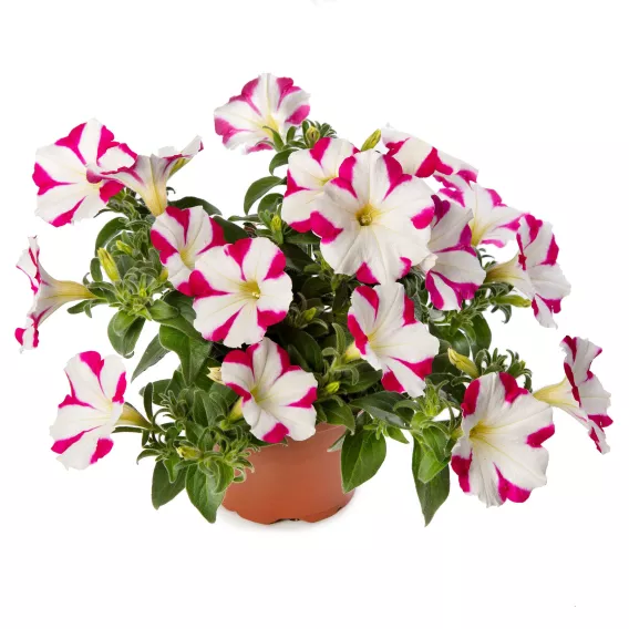 Surfinia Petunia Fun House Star Pink P9