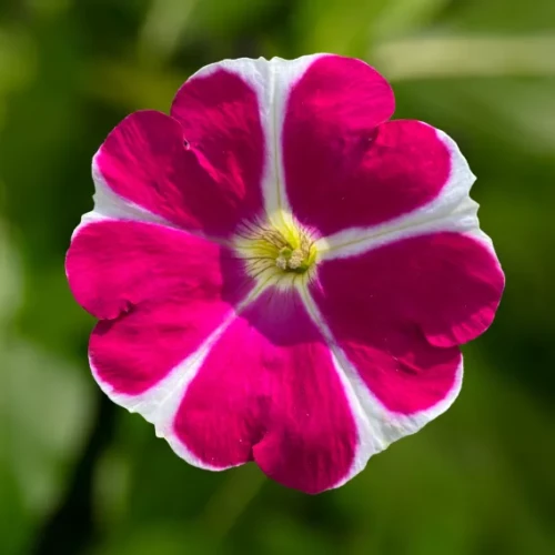 Surfinia Petunia Fun House Star Pink P9