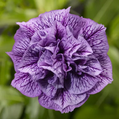 Surfinia Petunia Fun House DoubleViolet Vein P9