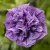 Surfinia Petunia Fun House DoubleViolet Vein P9