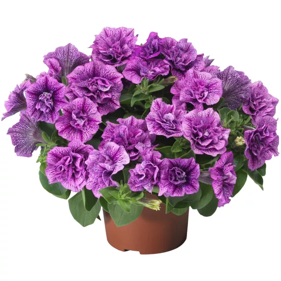 Surfinia Petunia Fun House DoubleViolet Vein P9