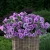 Surfinia Petunia Fun House DoubleViolet Vein P9