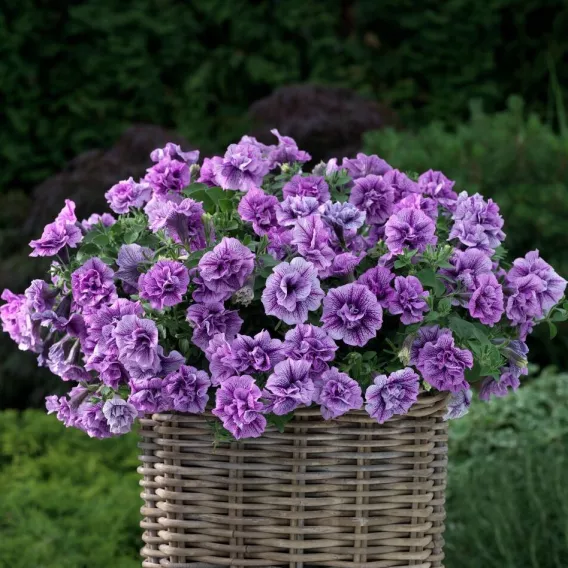Surfinia Petunia Fun House DoubleViolet Vein P9