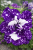 Surfinia Petunia Sunshine Blue Sky P9