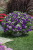 Surfinia Petunia Sunshine Blue Sky P9