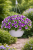 Surfinia Petunia Sunshine Blue Sky P9