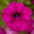 Surfinia Petunia Hybrida-Sanguna Mega Purple P9