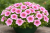 Surfinia Petunia Hybrida-Sanguna "Mega Pink Vein" P9
