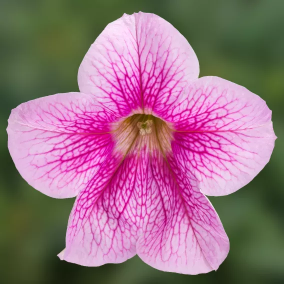 Surfinia Petunia Hybrida-Sanguna "Mega Pink Vein" P9