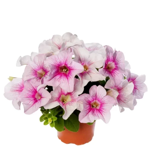 Surfinia Petunia Hybrida-Sanguna "Mega Pink Vein" P9