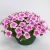Surfinia Petunia Hybrida-Sanguna "Mega Pink Vein" P9