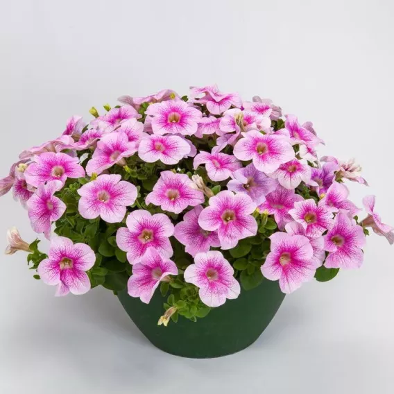 Surfinia Petunia Hybrida-Sanguna "Mega Pink Vein" P9