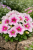 Surfinia Petunia Hybrida-Sanguna "Mega Pink Vein" P9