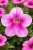 Surfinia Petunia Hybrida-Sanguna "Mega Pink Vein" P9