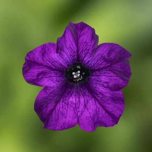 Surfinia Petunia Hybrida-Sanguna Mega Blue P9