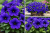 Surfinia Petunia Hybrida-Sanguna Mega Blue P9