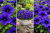 Surfinia Petunia Hybrida-Sanguna Mega Blue P9