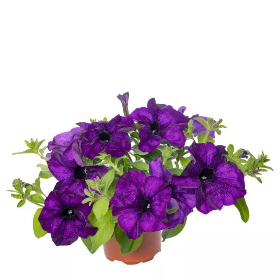 Surfinia Petunia Hybrida-Sanguna Mega Blue P9