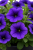 Surfinia Petunia Hybrida-Sanguna Mega Blue P9