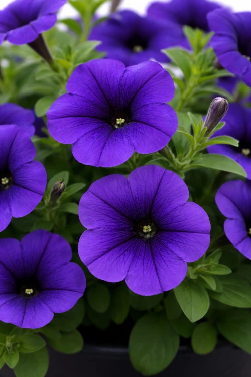 Surfinia Petunia Hybrida-Sanguna Mega Blue P9