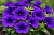 Surfinia Petunia Hybrida-Sanguna Mega Blue P9