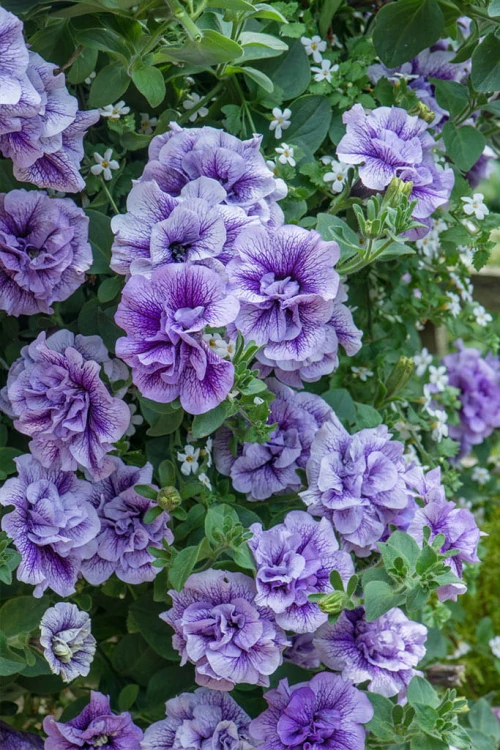 SURFINIA PETUNIA Tumbelina PRISCILLA PRO p9