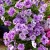 SURFINIA PETUNIA Tumbelina PRISCILLA PRO p9
