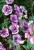 SURFINIA PETUNIA Tumbelina PRISCILLA PRO p9
