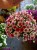 Surfinia Petunia Red Picotee p9