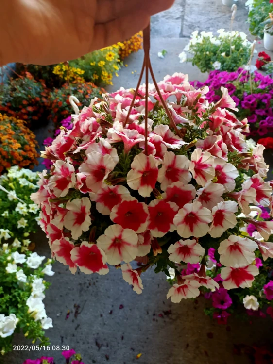 Surfinia Petunia Red Picotee p9
