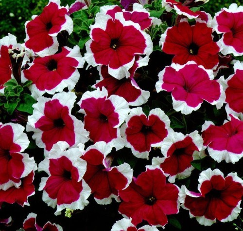 Surfinia Petunia Red Picotee p9