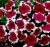 Surfinia Petunia Red Picotee p9