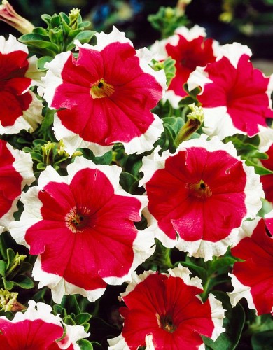 Surfinia Petunia Red Picotee p9