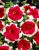 Surfinia Petunia Red Picotee p9