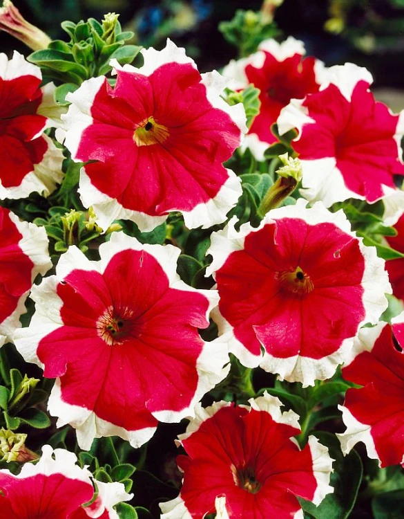 Surfinia Petunia Red Picotee p9