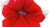 Surfinia Petunia Red Picotee p9
