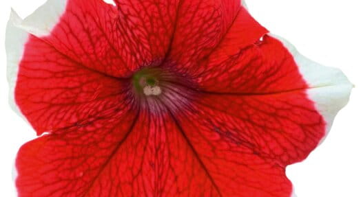 Surfinia Petunia Red Picotee p9