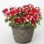 Surfinia Petunia Red Picotee p9