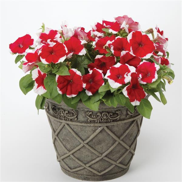 Surfinia Petunia Red Picotee p9