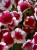 Surfinia Petunia Red Picotee p9