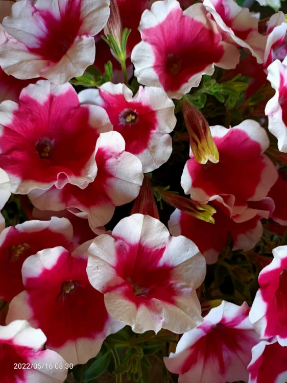 Surfinia Petunia Red Picotee p9