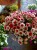 Surfinia Petunia Red Picotee p9
