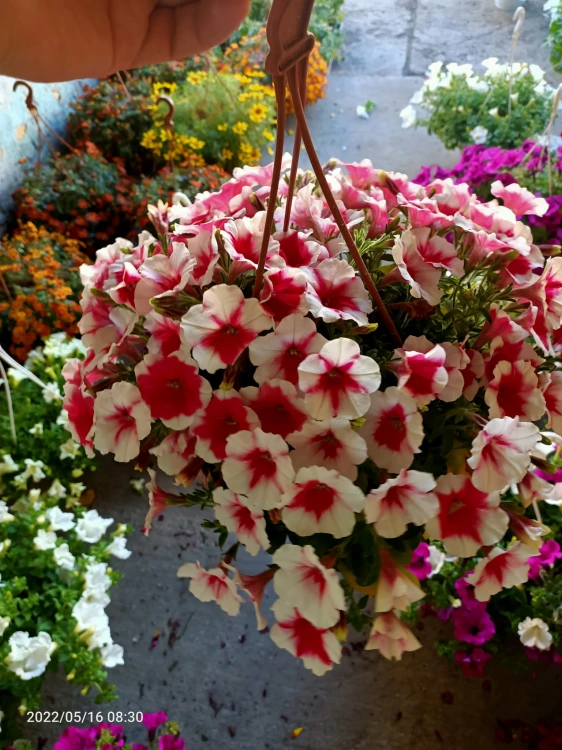 Surfinia Petunia Red Picotee p9