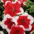 Surfinia Petunia Red Picotee p9