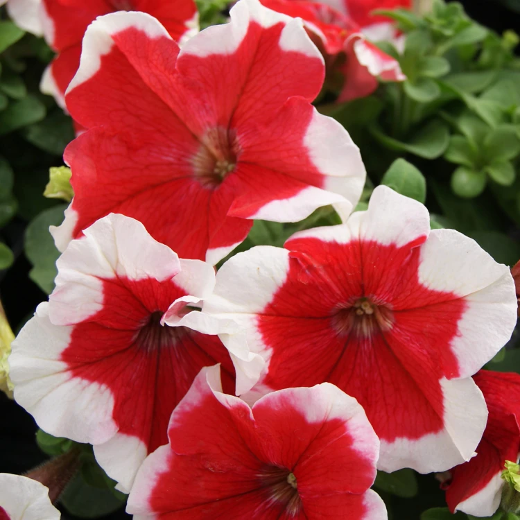 Surfinia Petunia Red Picotee p9