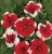 Surfinia Petunia Red Picotee p9