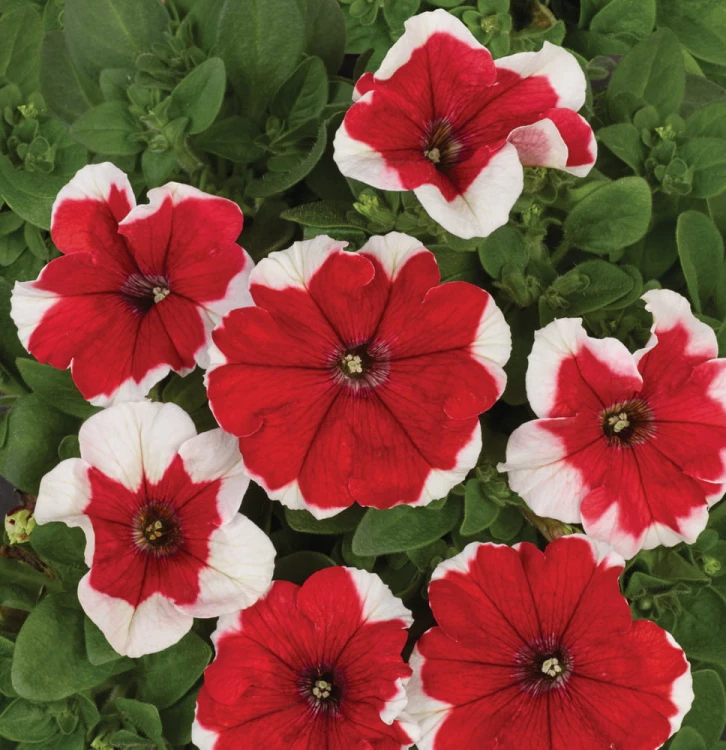 Surfinia Petunia Red Picotee p9