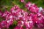 SURFINIA PETUNIA Cherry Sky p9